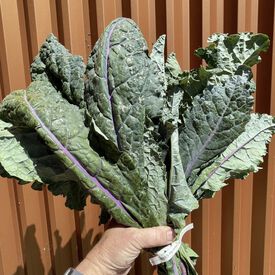 Dazzling Blue, Kale Seed